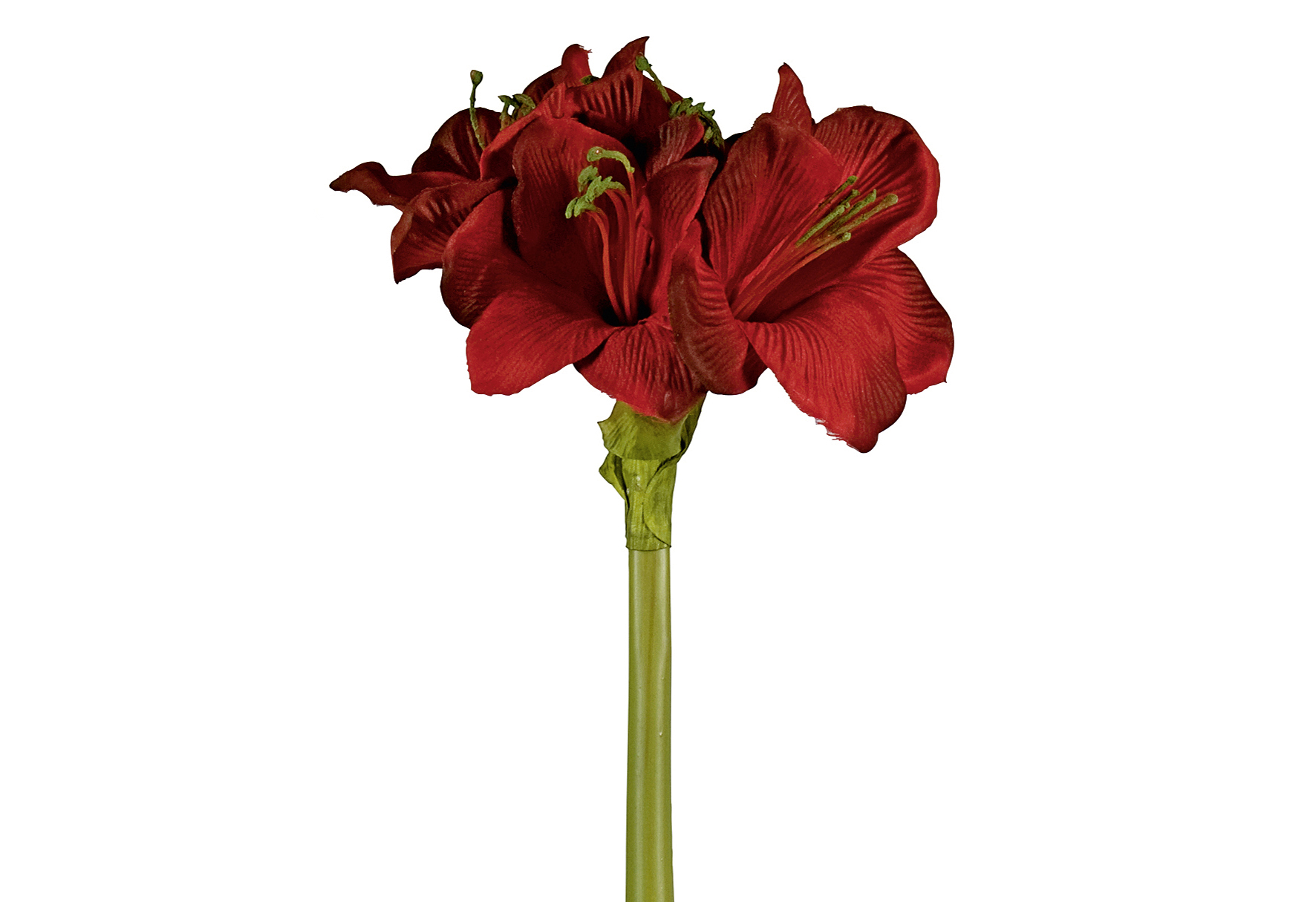 Amaryllis